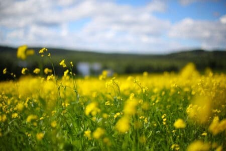 Yellow Raps Fields in Skåne | BNB Retreat