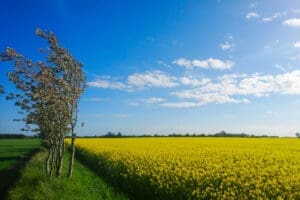 Raps Fields | Yogi Living Retreat Center